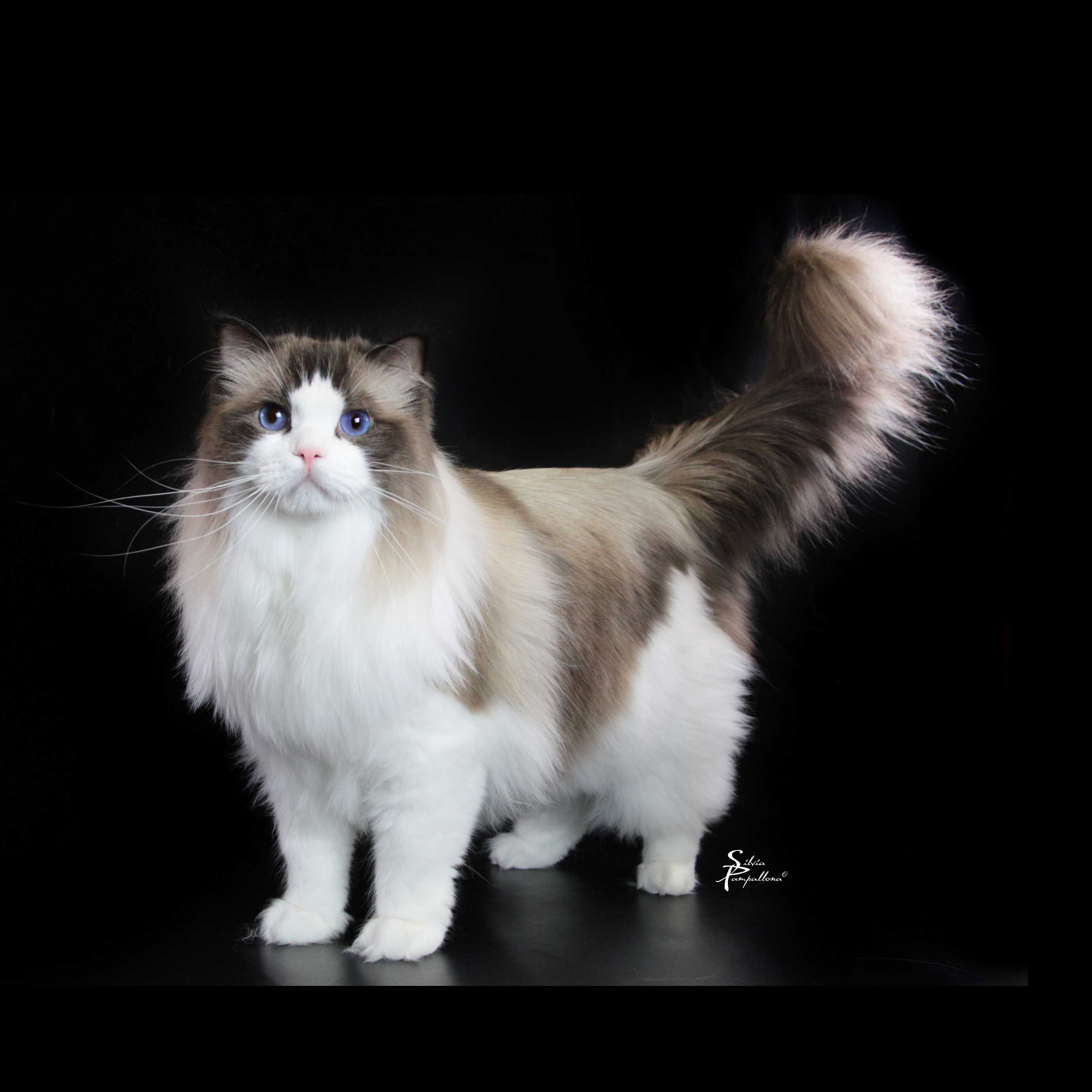 Ragdoll